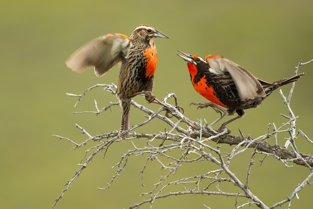 Long-tailed Meadowlark