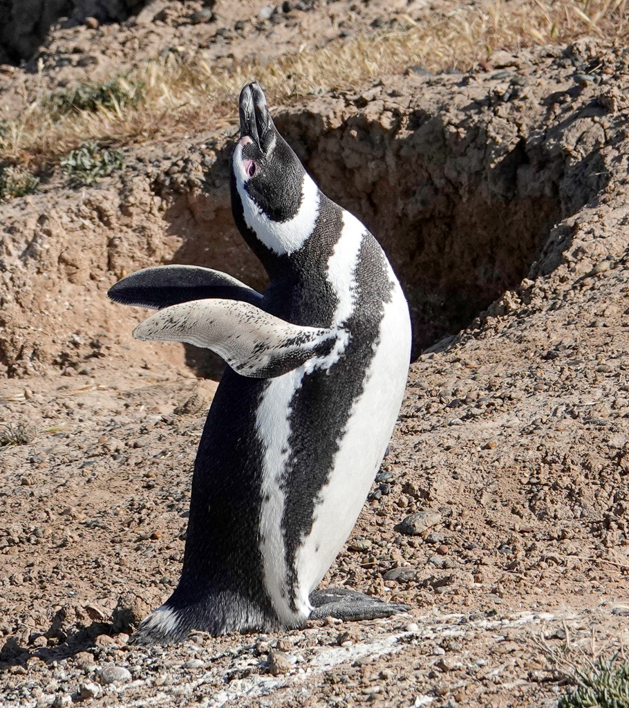 Magellanic Penguin