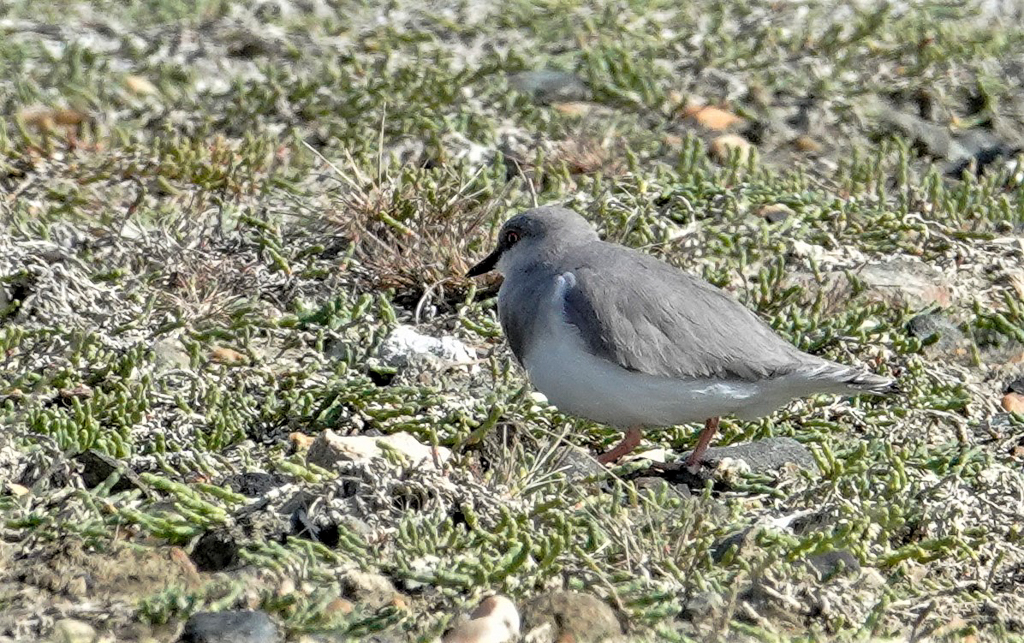 Magellanic Plover