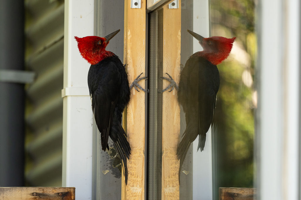 Magellanic Woodpecker