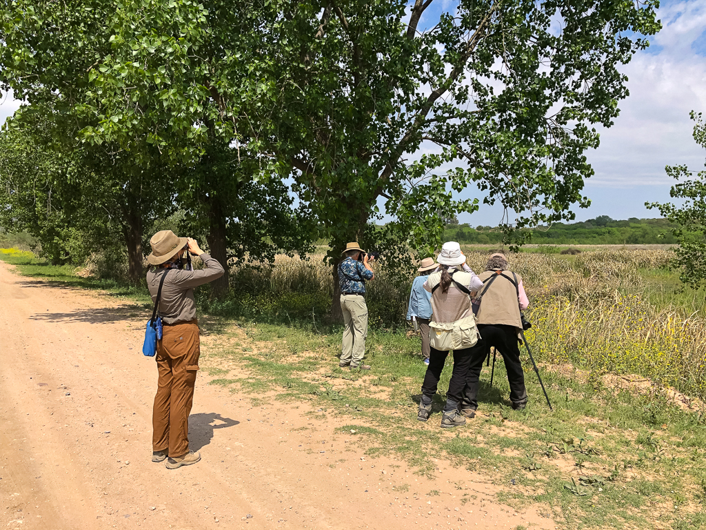 Checking out Otamendi Reserve, looking at Brown-and-yellow Marshbird