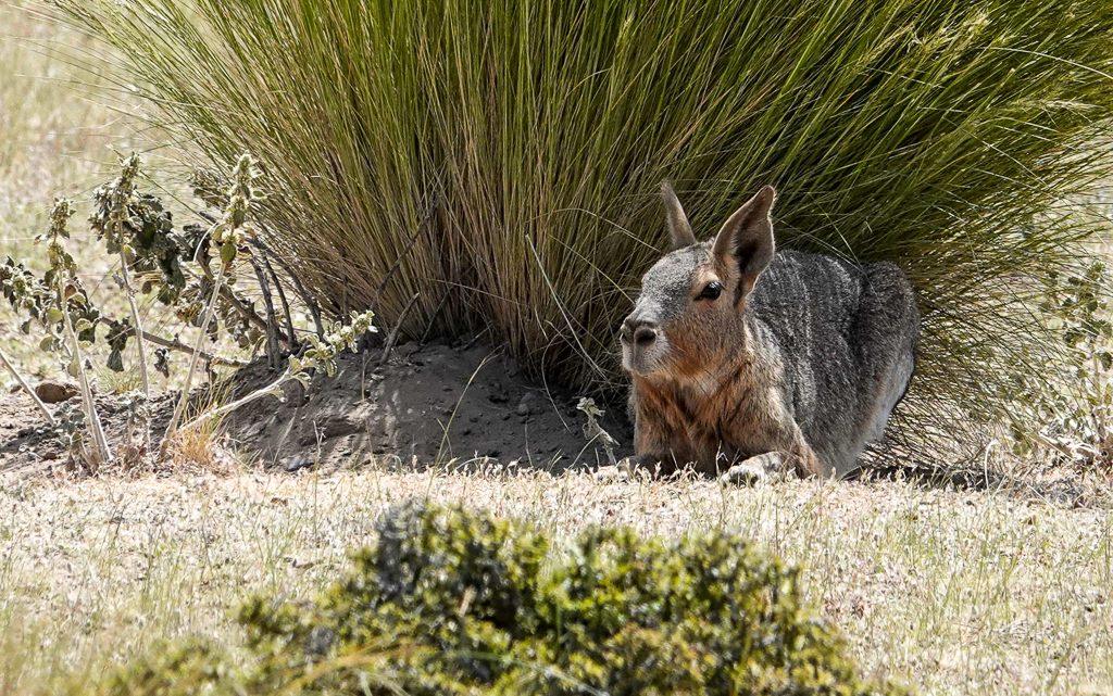 Patagonia Mara