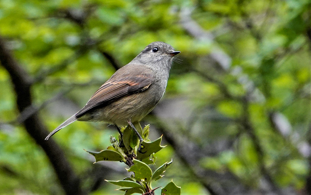 Patagonia Tyrant