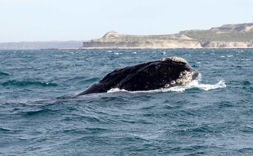 Southern Right Whale