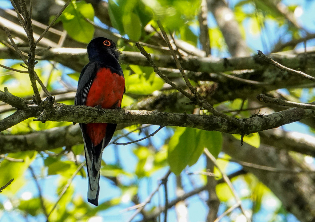 Surucua Trogon