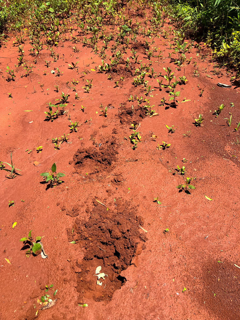 Tapir tracks at the 101 road