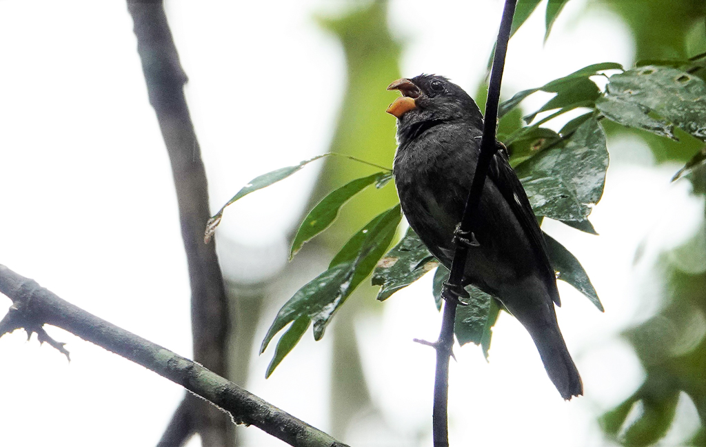 Temminck's Seedeater