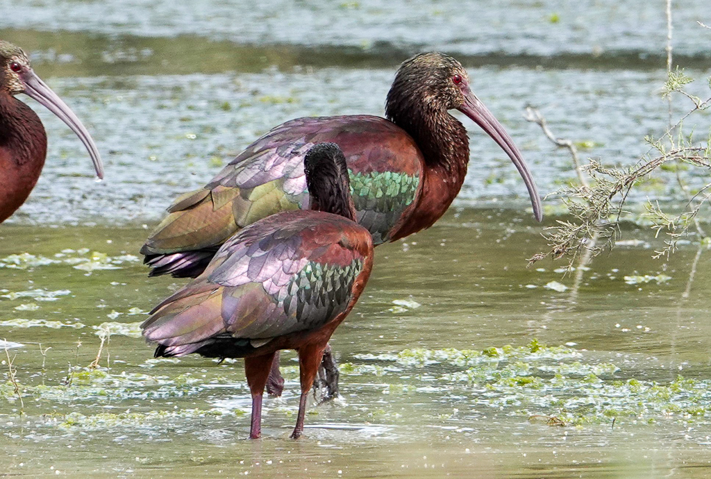 White-faced Ibis