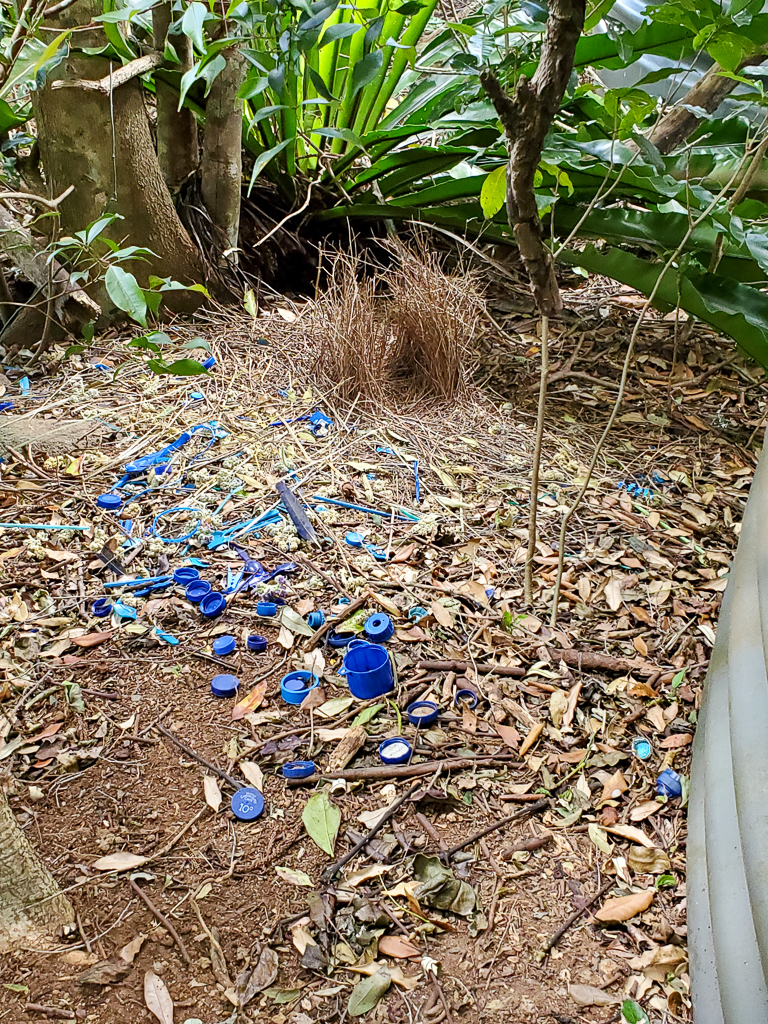 Satin Bowerbird Bower