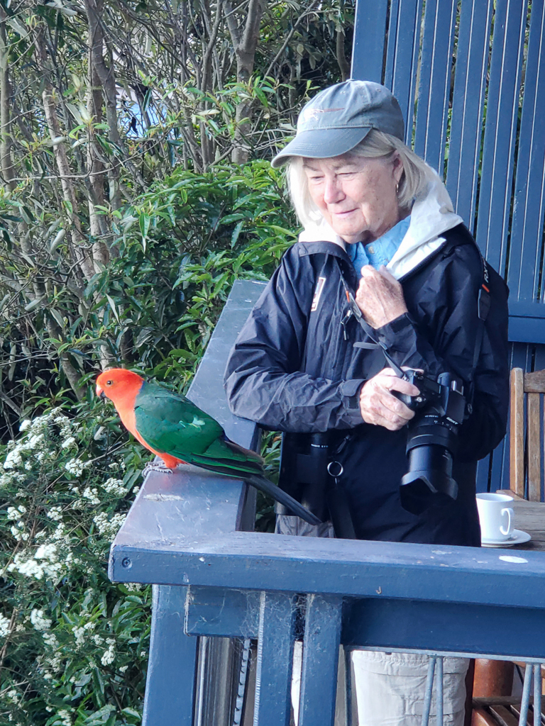 Crimson Rosella at O'Reillys