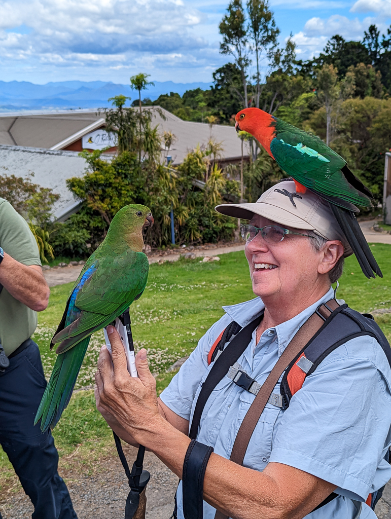 Rosellas trying to get their photo taken