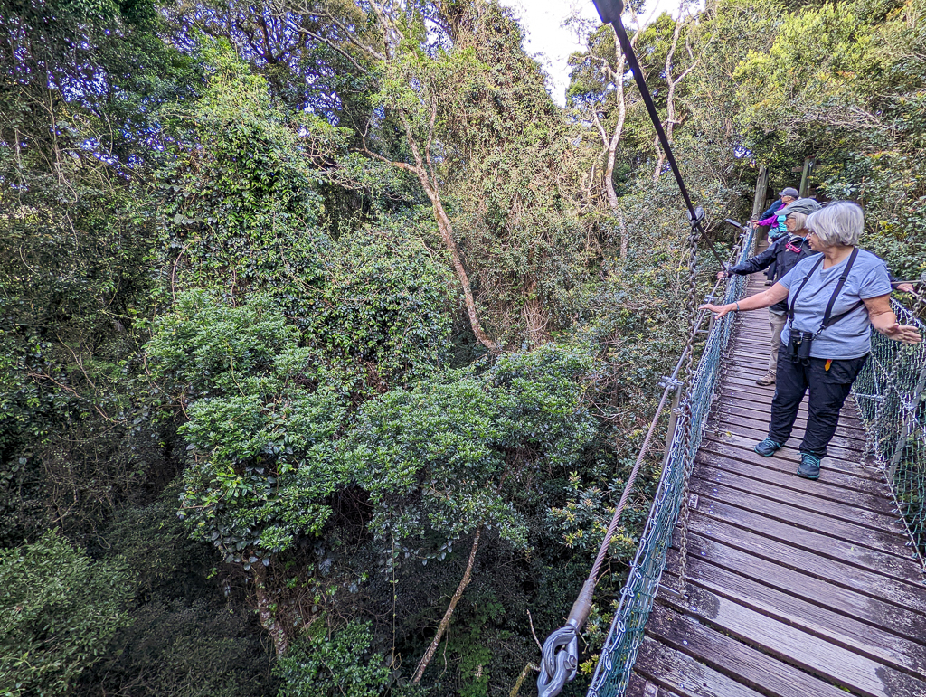 O'Reillys Tree Top Walk