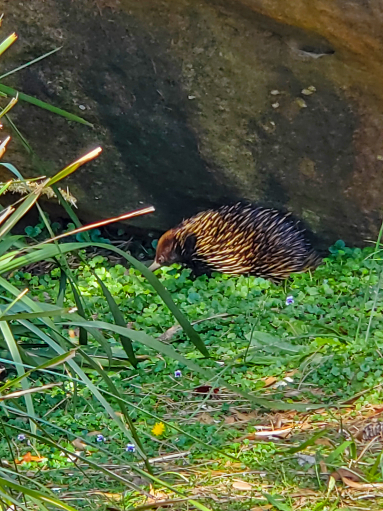 Echidna 