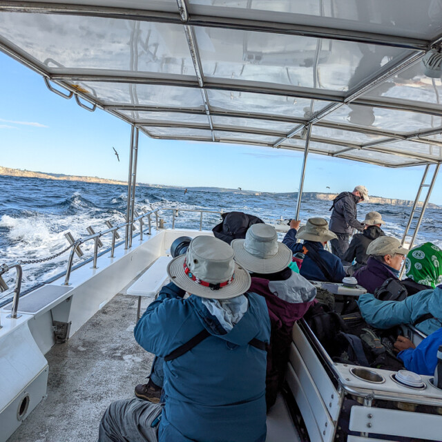 Sydney pelagic tour