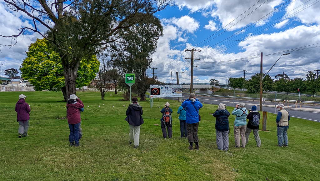 Birding in Wallerawang