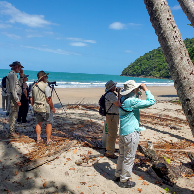 Birdwatching Ettys Beach