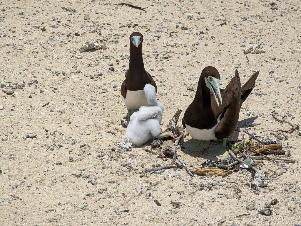 Brown Boobies nesting on Michaelmas Cay 