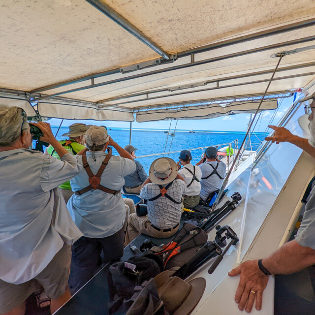Birdwatching from boat on way to Michaelmas Cay