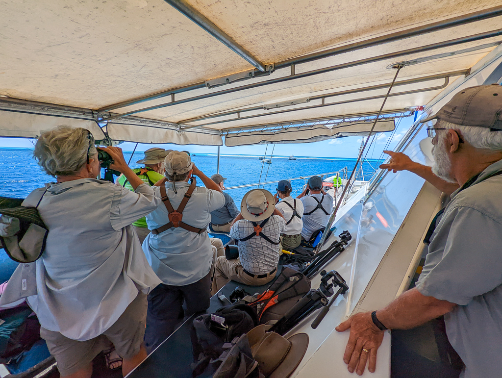 Birdwatching from boat on way to Michaelmas Cay