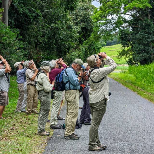 Birdwatching in Kingfisher Park Australia
