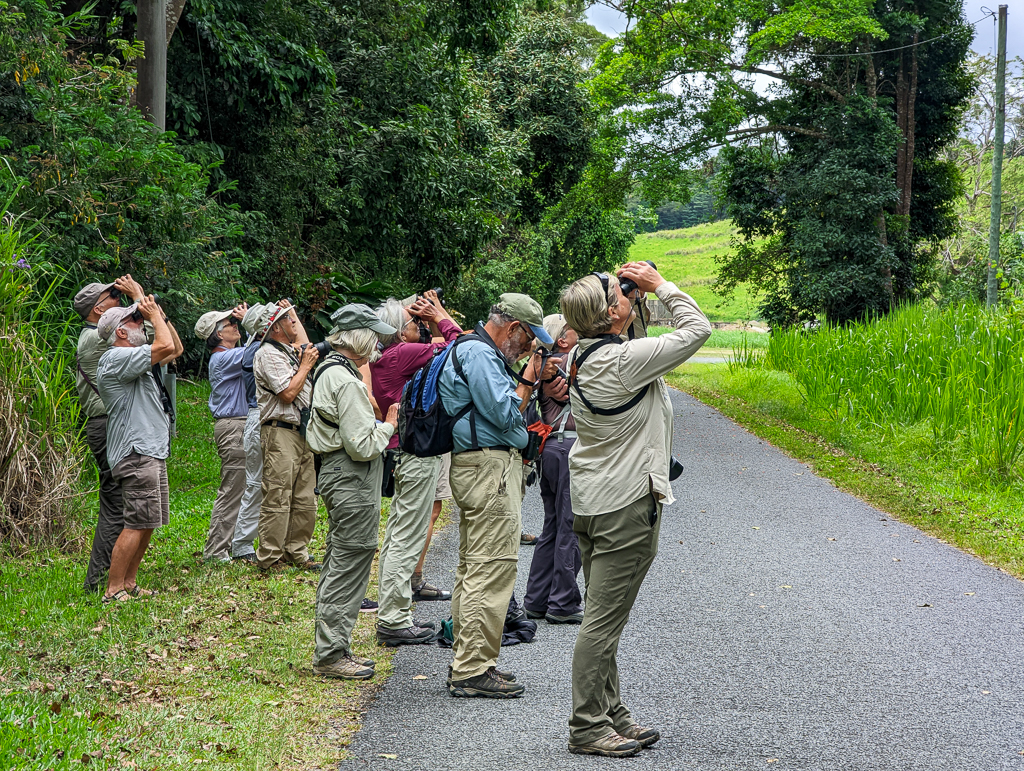 Birdwatching in Kingfisher Park Australia
