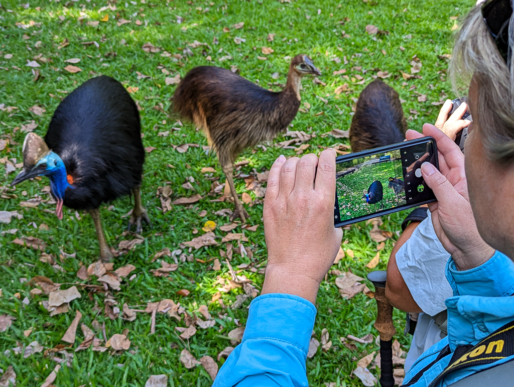 Taking photos of Cassowary