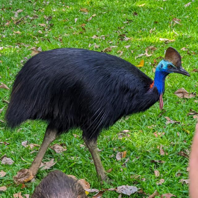 Cassowary at Mt Hypipamee