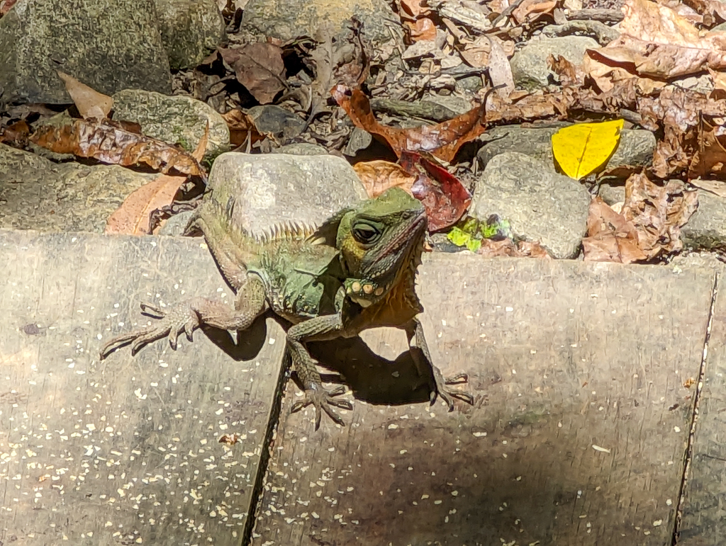 Boyd's Forest Dragon