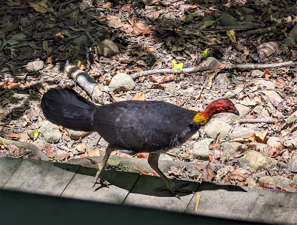 Brush Turkey