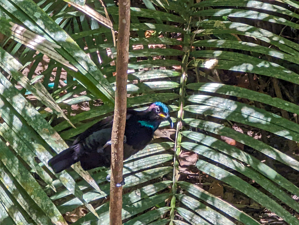 Victorias Riflebird
