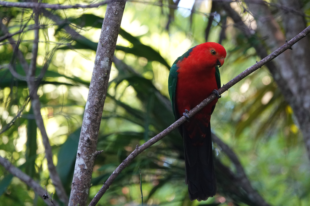 King Parrot