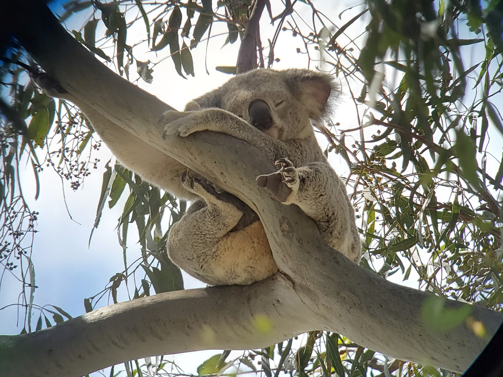 Koala sleeping in tree