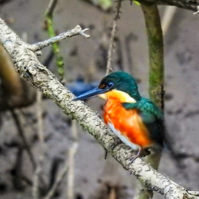 American Pygmy Kingfisher