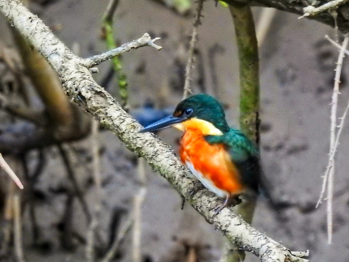 American Pygmy Kingfisher