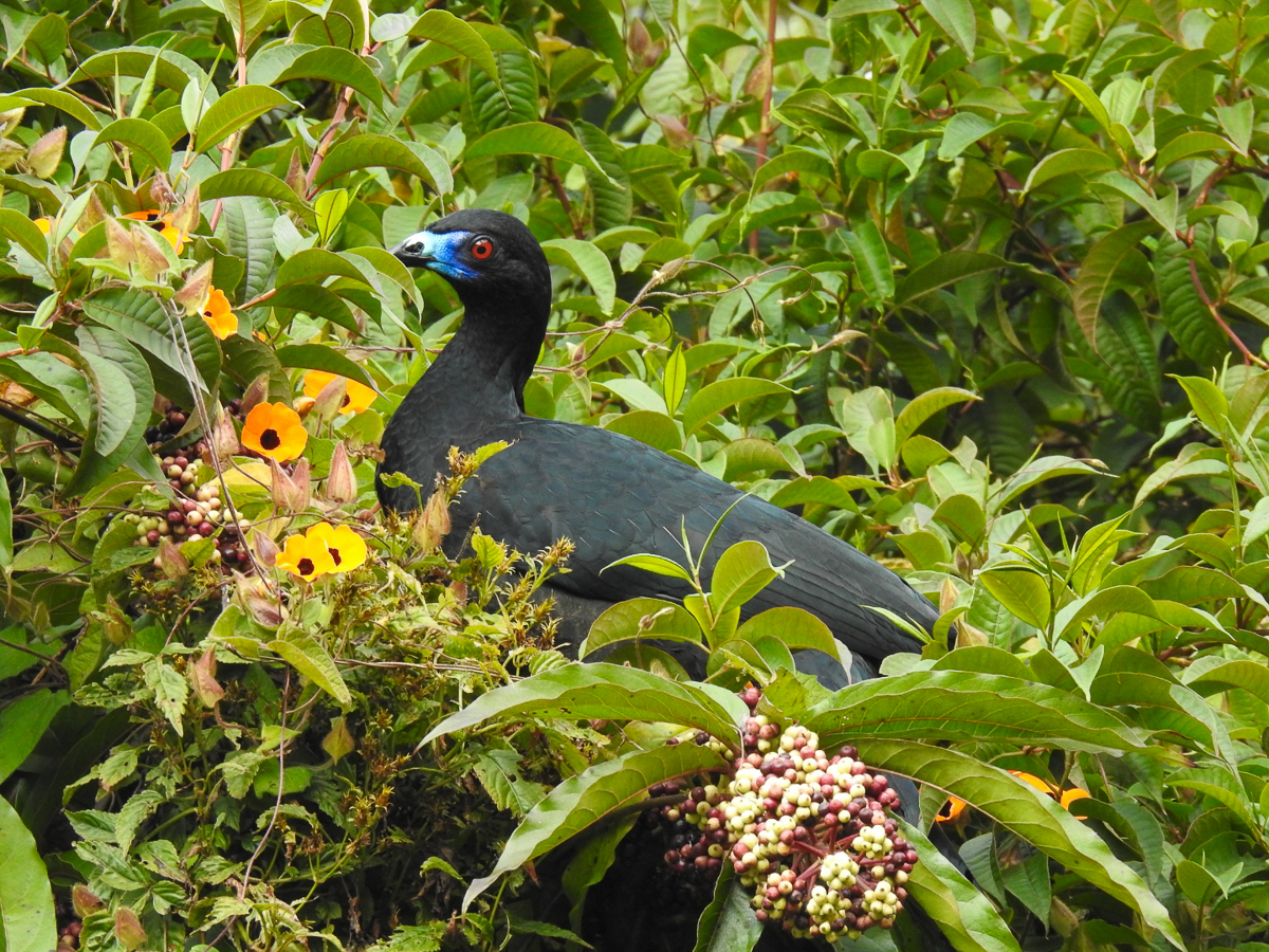 Black Guan, Costa Rica