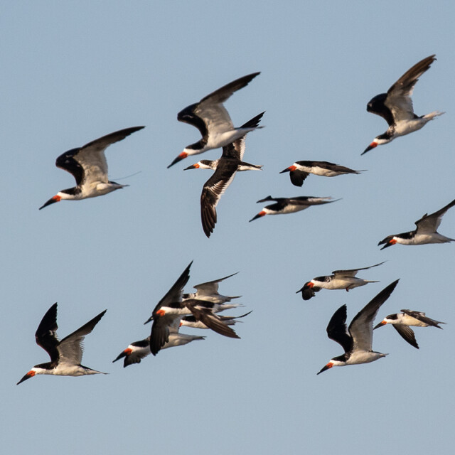 Black Skimmers in flight