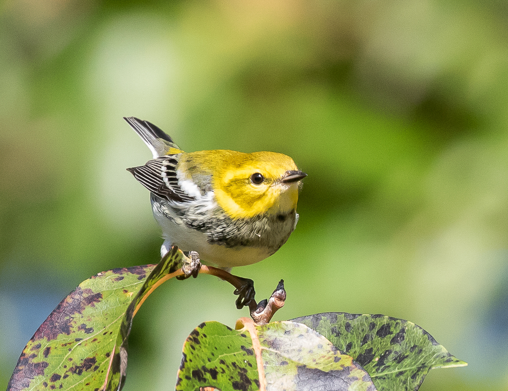 Black-throated Green Warbler