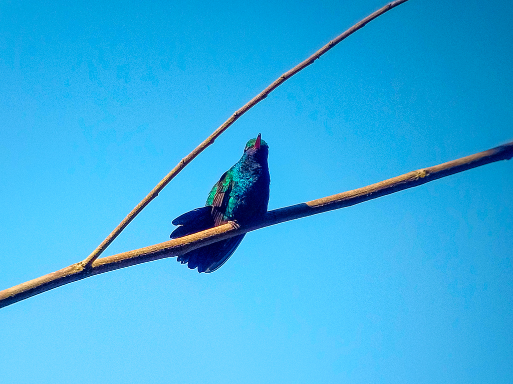 Blue-chinned Sapphire