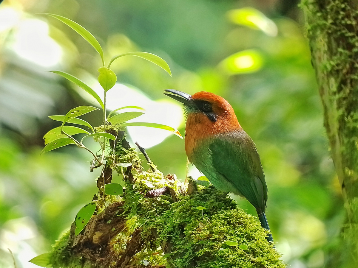 Broad-billed Motmot, Costa Rica