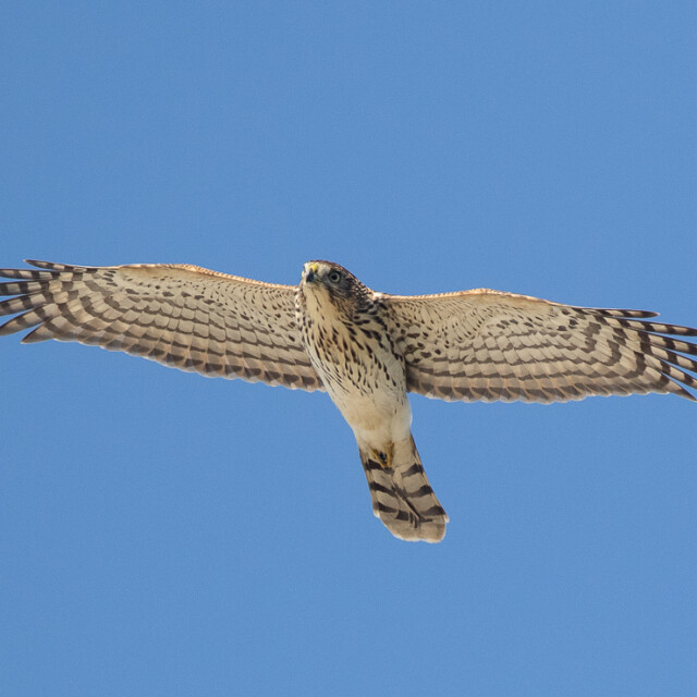 Copper's Hawk in flight