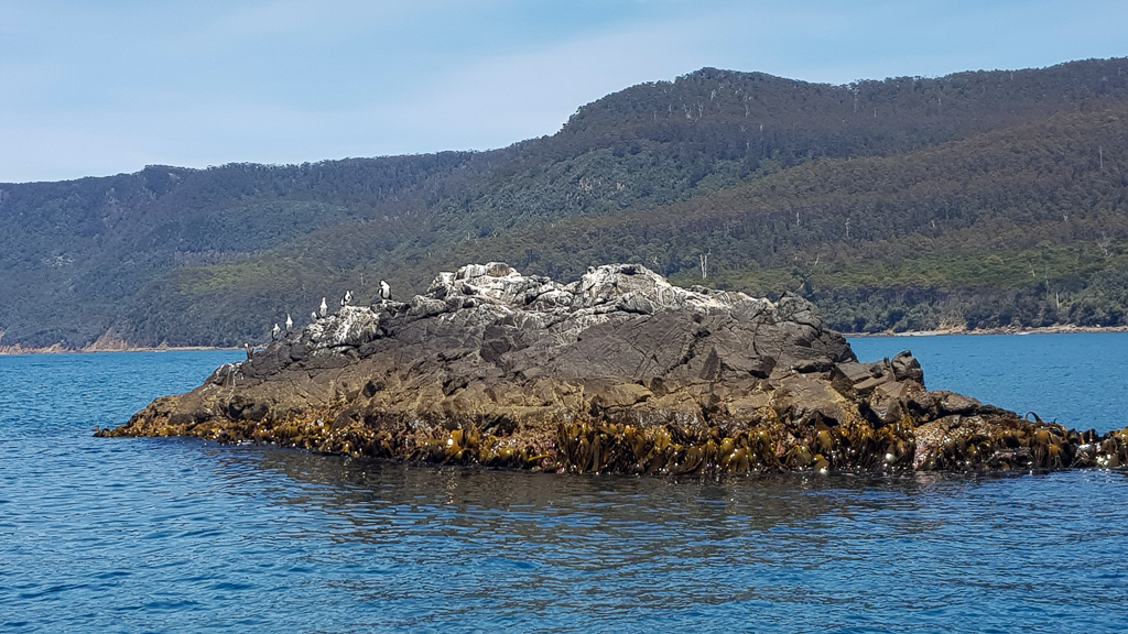 Cormorants on rocky island