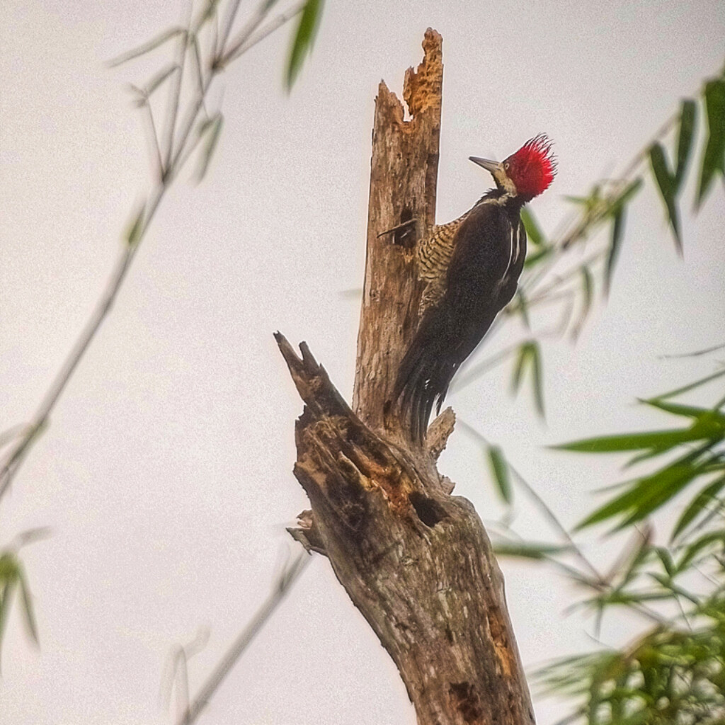 Crimson-crested Woodpecker