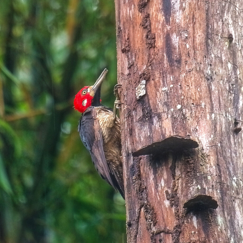 Crimson-crested Woodpecker