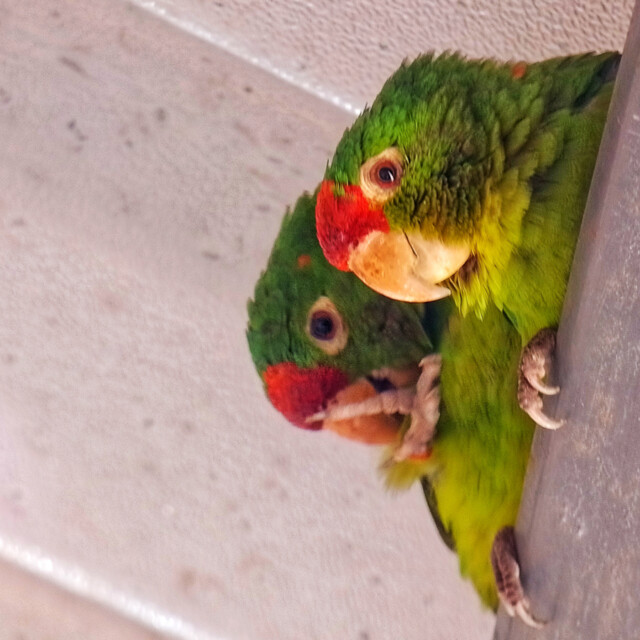 Crimson-fronted Parakeets