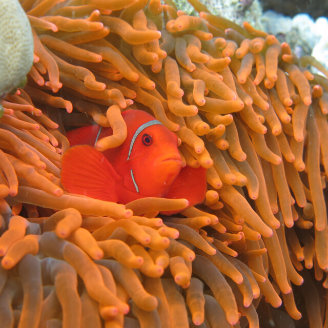 Snokeling in Melanesia