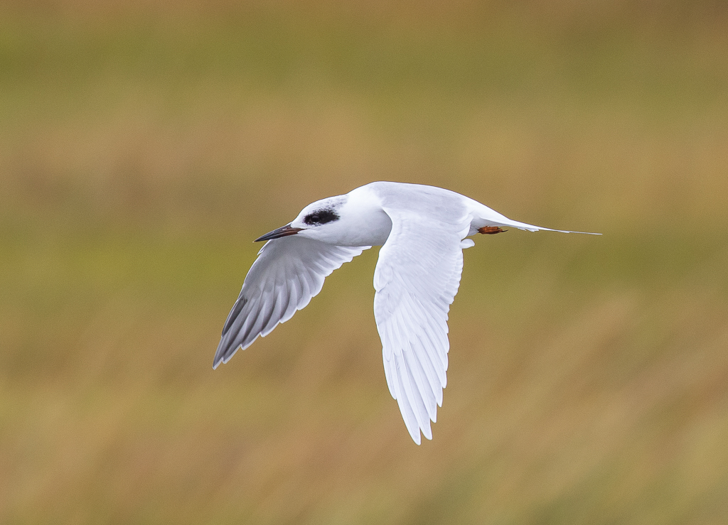 Forester's Tern