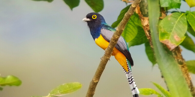 Costa Rica Sampler 2023 Trip Report (Jan 15 - 25, 2023)