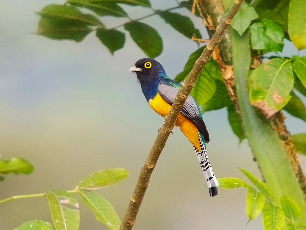 Gartered Trogon