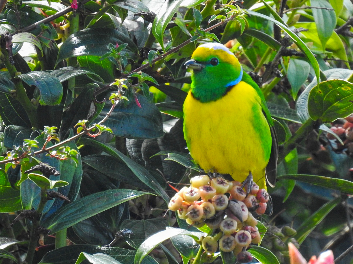 Golden-browed Chlorophonia