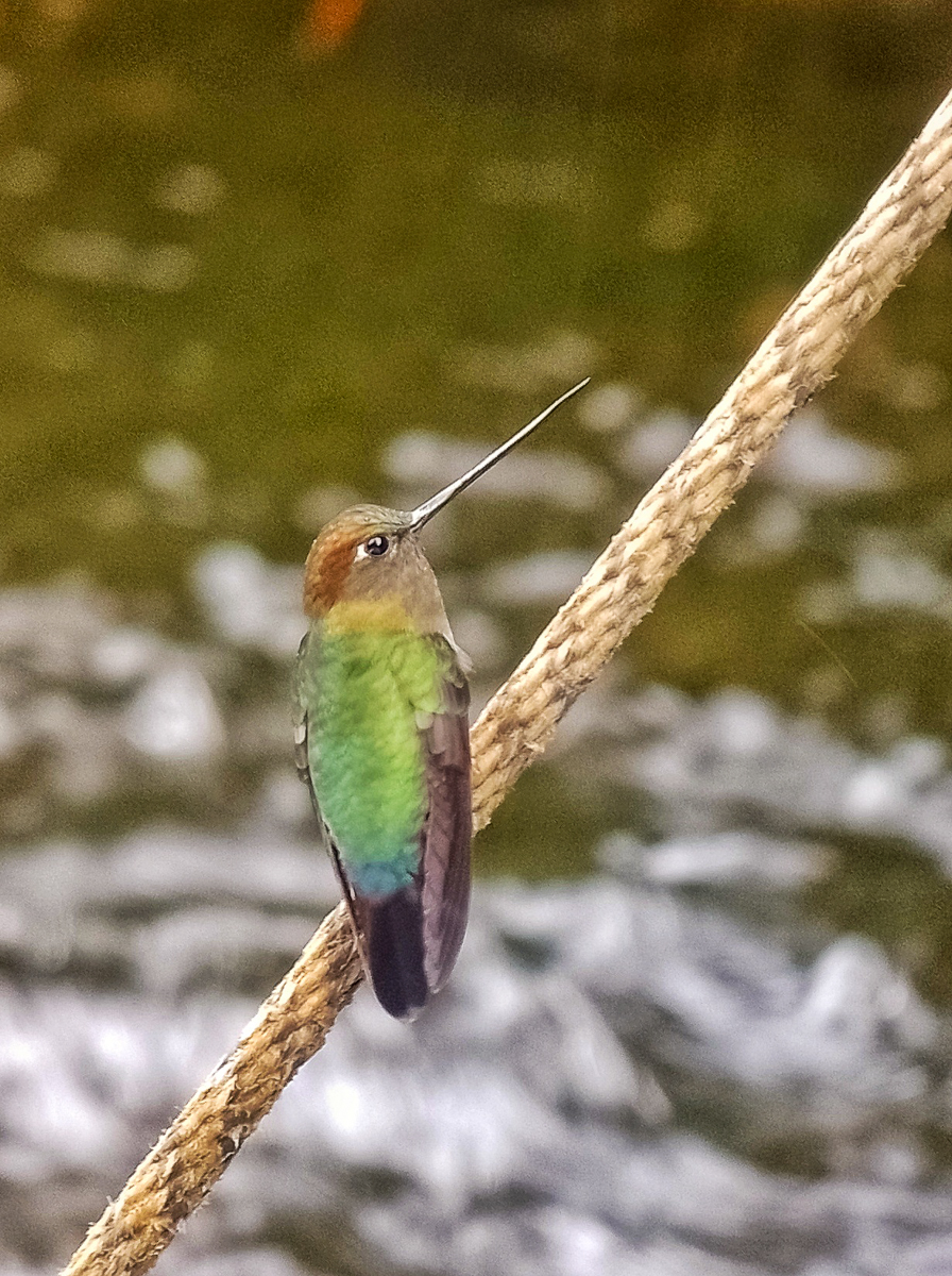 Green-fronted Lancebill